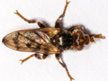 Myopa tessellatipennis
